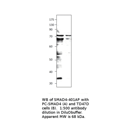 Anti-Smad4 Antibody from FabGennix (SMAD4-401AP) - Antibodies.com