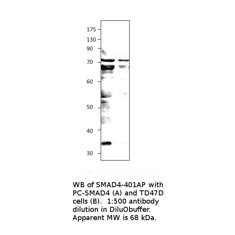 Anti-Smad4 Antibody from FabGennix (SMAD4-401AP) - Antibodies.com