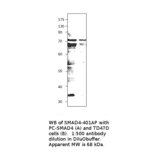 Anti-Smad4 Antibody from FabGennix (SMAD4-401AP) - Antibodies.com