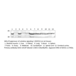 Anti-SOCS1 Antibody from FabGennix (SOCS1-101AP) - Antibodies.com