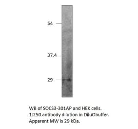 Anti-SOCS3 Antibody from FabGennix (SOCS3-301AP) - Antibodies.com