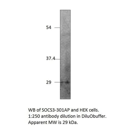 Anti-SOCS3 Antibody from FabGennix (SOCS3-301AP) - Antibodies.com