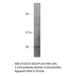 Anti-SOCS3 Antibody from FabGennix (SOCS3-301AP) - Antibodies.com