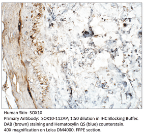 Anti-SOX10 Antibody from FabGennix (SOX10-112AP) - Antibodies.com