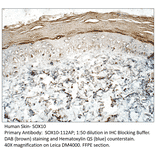 Anti-SOX10 Antibody from FabGennix (SOX10-112AP) - Antibodies.com