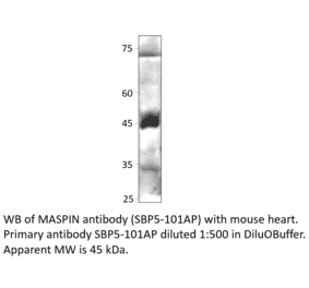 Anti-MASPIN Antibody from FabGennix (SPB5-101AP) - Antibodies.com