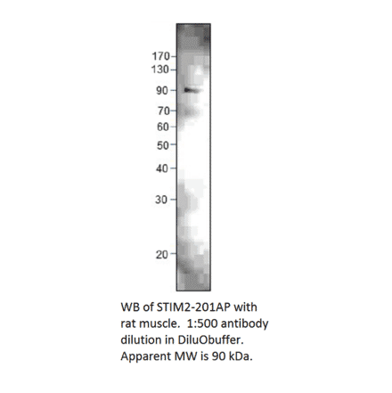 Anti-STIM2 Antibody from FabGennix (STIM2-201AP) - Antibodies.com