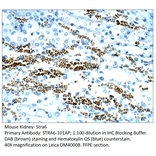 Anti-Stra6 Antibody from FabGennix (STRA6-101AP) - Antibodies.com