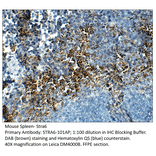 Anti-Stra6 Antibody from FabGennix (STRA6-101AP) - Antibodies.com