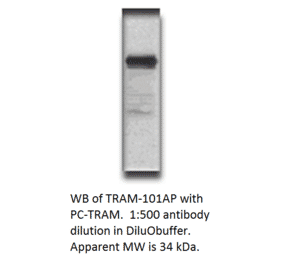 Anti-TICAM2 Antibody from FabGennix (TRAM-101AP) - Antibodies.com