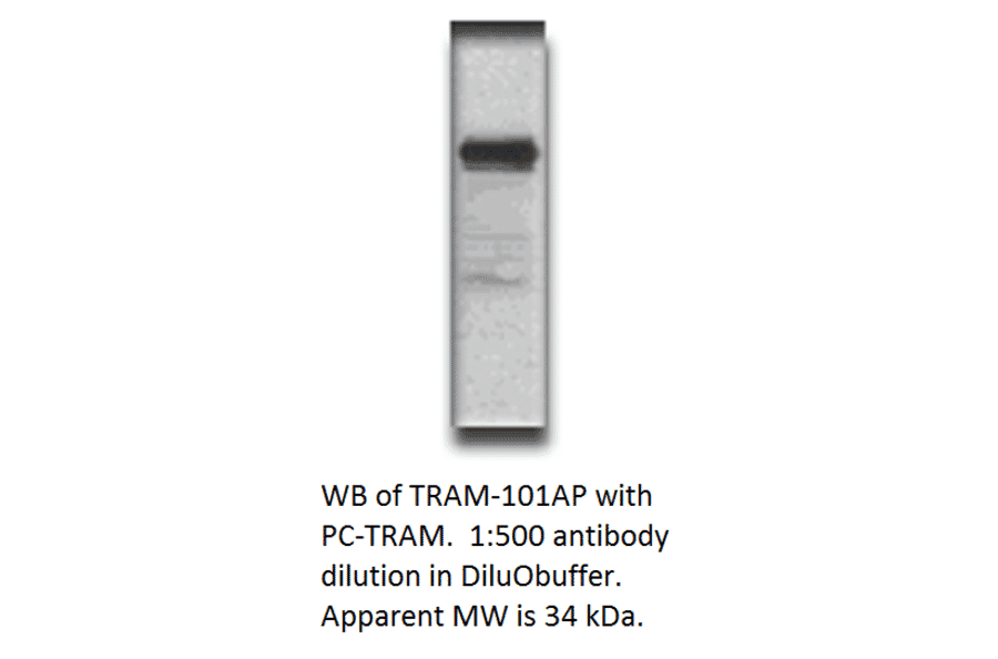 Anti-TICAM2 Antibody from FabGennix (TRAM-101AP) - Antibodies.com