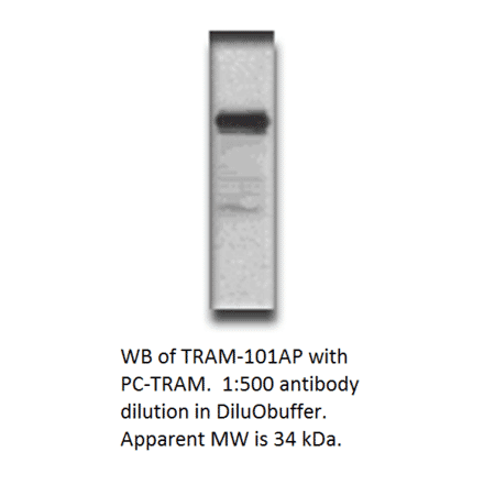 Anti-TICAM2 Antibody from FabGennix (TRAM-101AP) - Antibodies.com