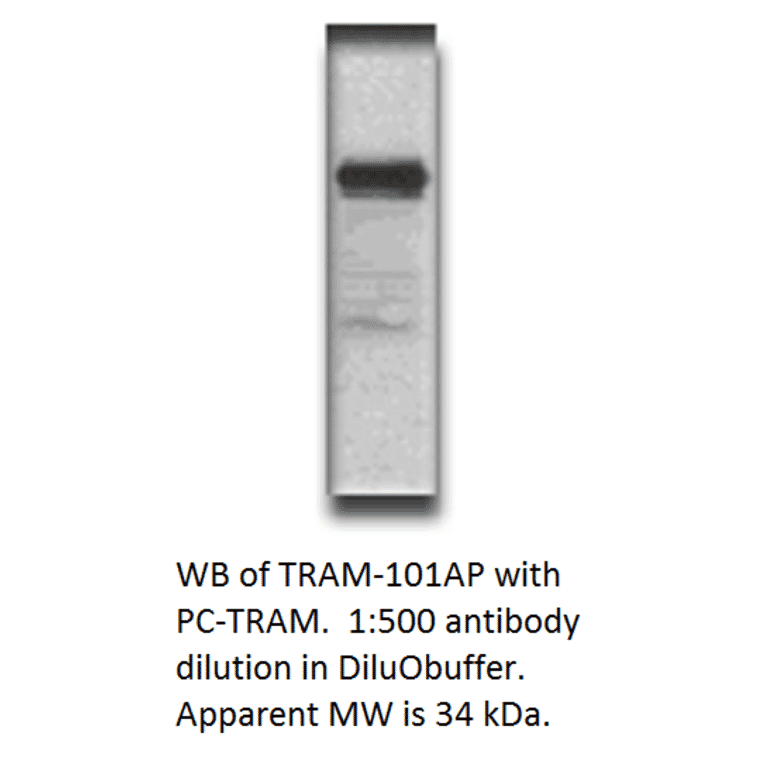 Anti-TICAM2 Antibody from FabGennix (TRAM-101AP) - Antibodies.com