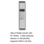 Anti-TICAM2 Antibody from FabGennix (TRAM-101AP) - Antibodies.com