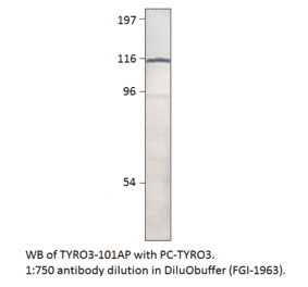 Anti-TYRO3 Antibody from FabGennix (TYRO3-101AP) - Antibodies.com
