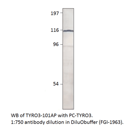 Anti-TYRO3 Antibody from FabGennix (TYRO3-101AP) - Antibodies.com