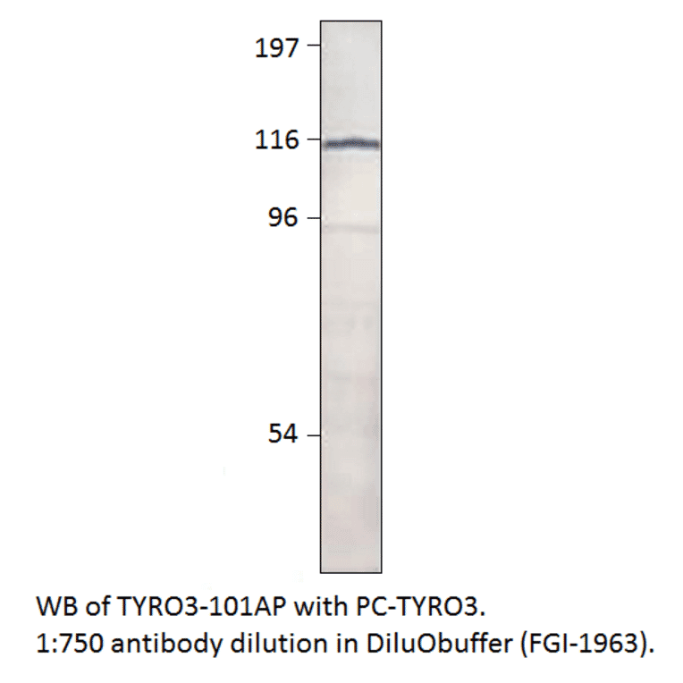 Anti-TYRO3 Antibody from FabGennix (TYRO3-101AP) - Antibodies.com