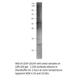 Anti-U2AF59 Antibody from FabGennix (U2AF-101AP) - Antibodies.com