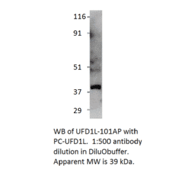 Anti-UFD1L Antibody from FabGennix (UFD1L-101AP) - Antibodies.com