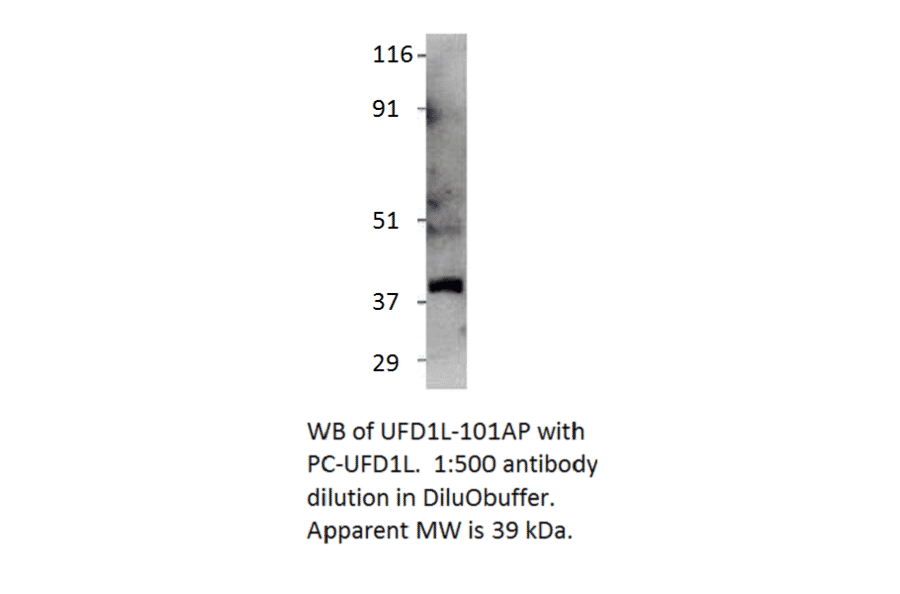 Anti-UFD1L Antibody from FabGennix (UFD1L-101AP) - Antibodies.com