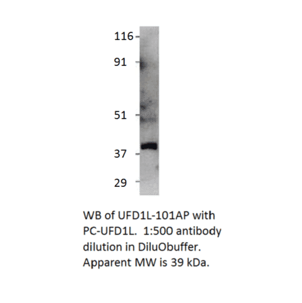 Anti-UFD1L Antibody from FabGennix (UFD1L-101AP) - Antibodies.com