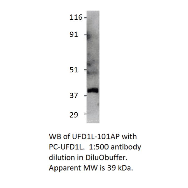 Anti-UFD1L Antibody from FabGennix (UFD1L-101AP) - Antibodies.com
