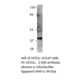 Anti-UFD1L Antibody from FabGennix (UFD1L-101AP) - Antibodies.com