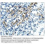 Anti-VPS26 Antibody from FabGennix (VPS26-101AP) - Antibodies.com