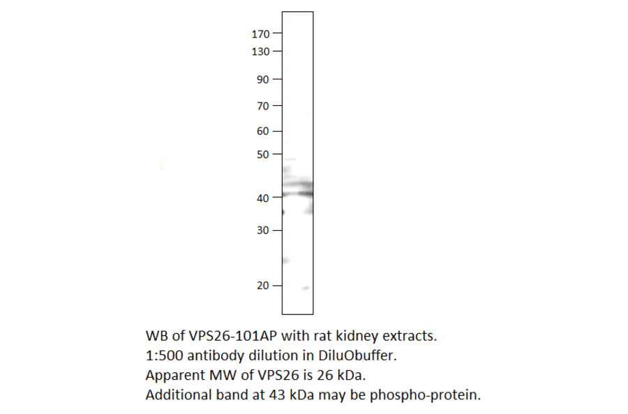 Anti-VPS26 Antibody from FabGennix (VPS26-101AP) - Antibodies.com