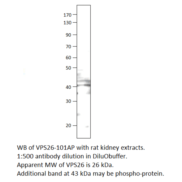 Anti-VPS26 Antibody from FabGennix (VPS26-101AP) - Antibodies.com