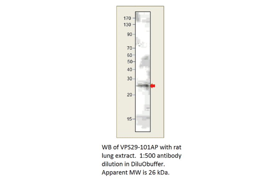 Anti-VPS29 Antibody from FabGennix (VPS29-101AP) - Antibodies.com