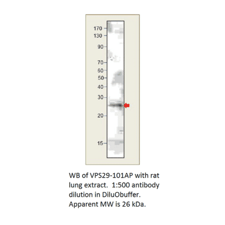Anti-VPS29 Antibody from FabGennix (VPS29-101AP) - Antibodies.com