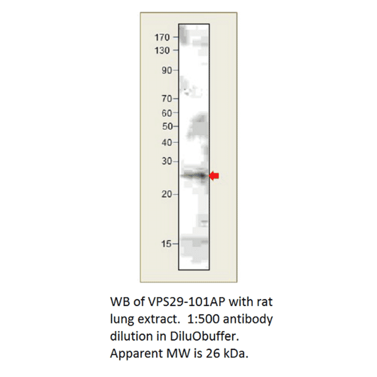 Anti-VPS29 Antibody from FabGennix (VPS29-101AP) - Antibodies.com