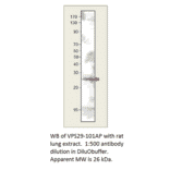 Anti-VPS29 Antibody from FabGennix (VPS29-101AP) - Antibodies.com