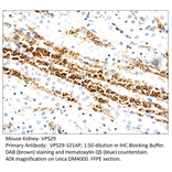 Anti-VPS29 Antibody from FabGennix (VPS29-101AP) - Antibodies.com