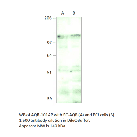 Anti-IBP160 Antibody from FabGennix (AQR-101AP) - Antibodies.com