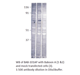 Anti-Baboon Antibody from FabGennix (BAB-101AP) - Antibodies.com