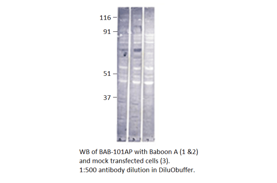 Anti-Baboon Antibody from FabGennix (BAB-101AP) - Antibodies.com