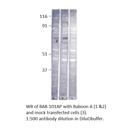 Anti-Baboon Antibody from FabGennix (BAB-101AP) - Antibodies.com