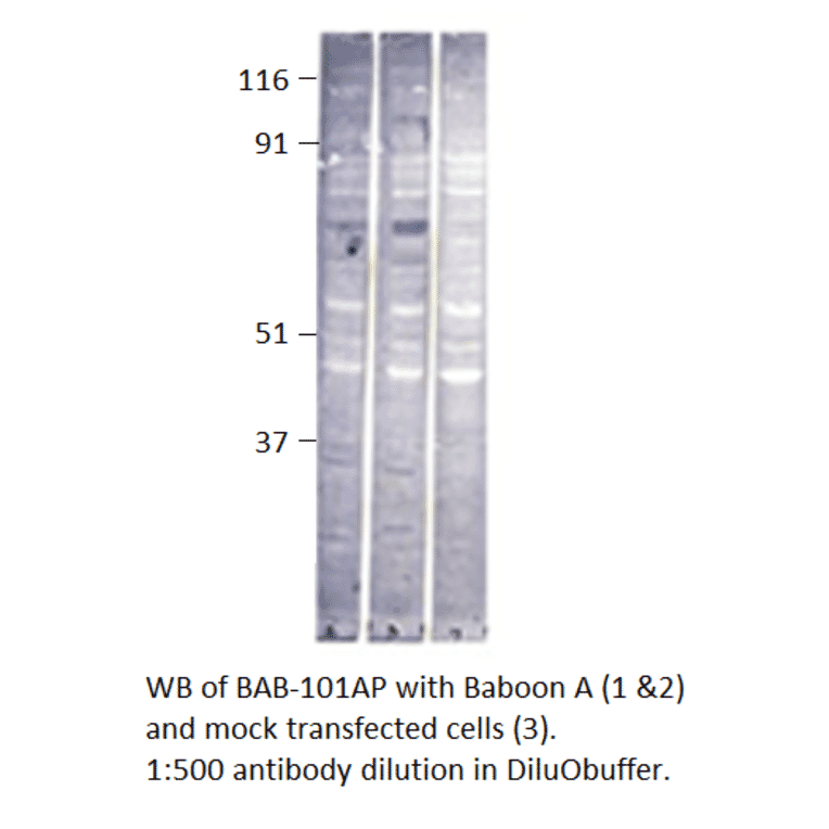 Anti-Baboon Antibody from FabGennix (BAB-101AP) - Antibodies.com