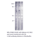 Anti-Baboon Antibody from FabGennix (BAB-101AP) - Antibodies.com