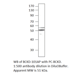 Anti-BCKDH Antibody from FabGennix (BCKD-101AP) - Antibodies.com