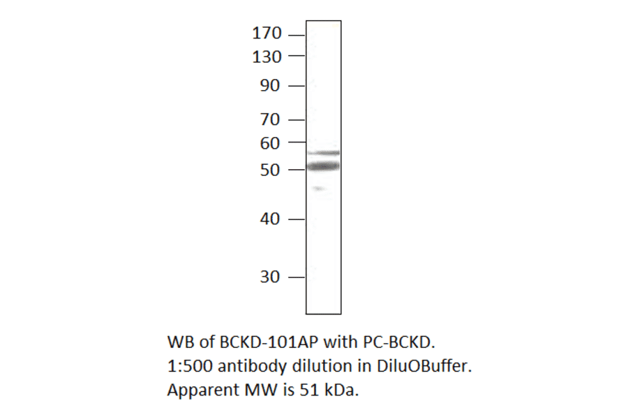 Anti-BCKDH Antibody from FabGennix (BCKD-101AP) - Antibodies.com