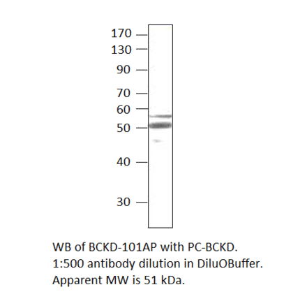 Anti-BCKDH Antibody from FabGennix (BCKD-101AP) - Antibodies.com