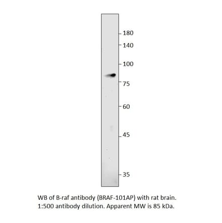 Anti-B-raf Antibody from FabGennix (BRAF-101AP) - Antibodies.com