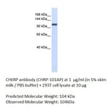 Anti-CHERP Antibody from FabGennix (CHRP-101AP) - Antibodies.com