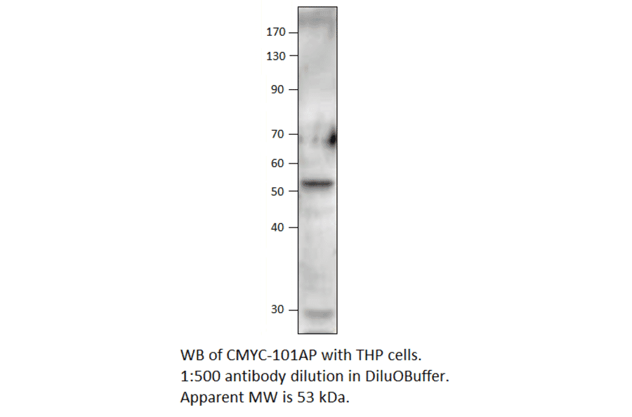 Anti-C-Myc Antibody from FabGennix (CMYC-101AP) - Antibodies.com