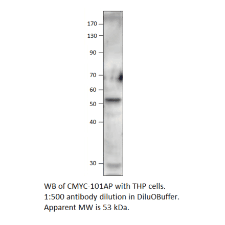 Anti-C-Myc Antibody from FabGennix (CMYC-101AP) - Antibodies.com