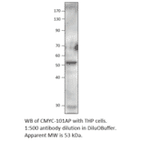 Anti-C-Myc Antibody from FabGennix (CMYC-101AP) - Antibodies.com