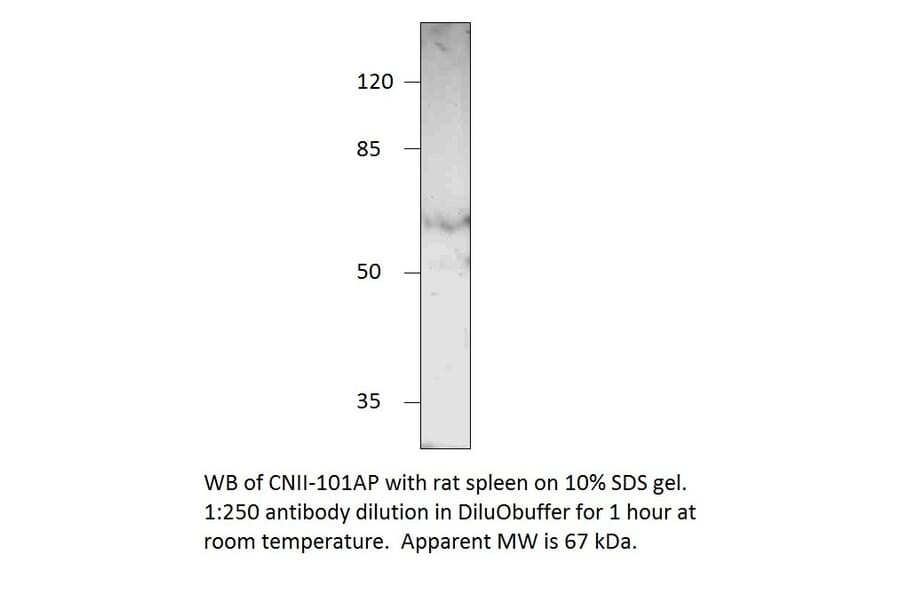 Anti-NT5C2 Antibody from FabGennix (CNII-101AP) - Antibodies.com